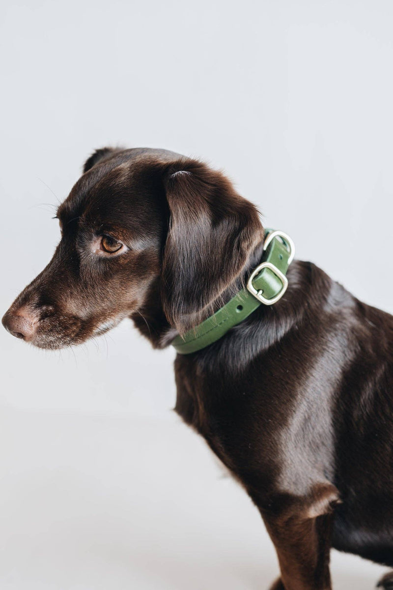 Fur Baby Collar